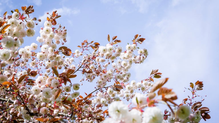Delicate pale pink flowers bloom on tree branches against the blue sky